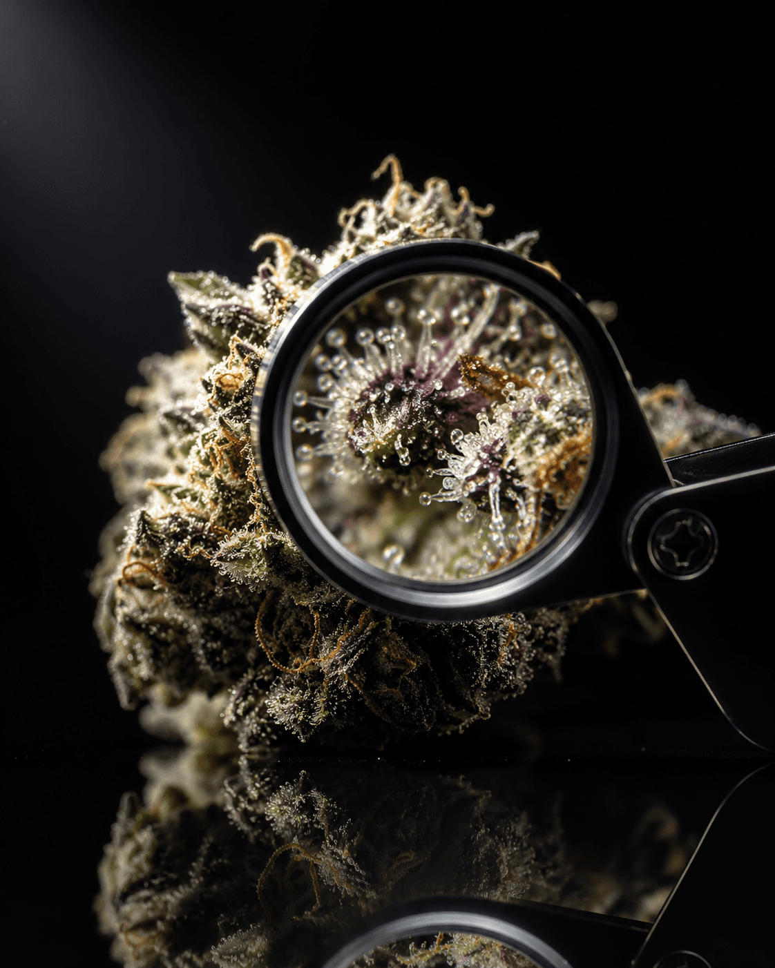 Cannabis-Trichome unter der Lupe