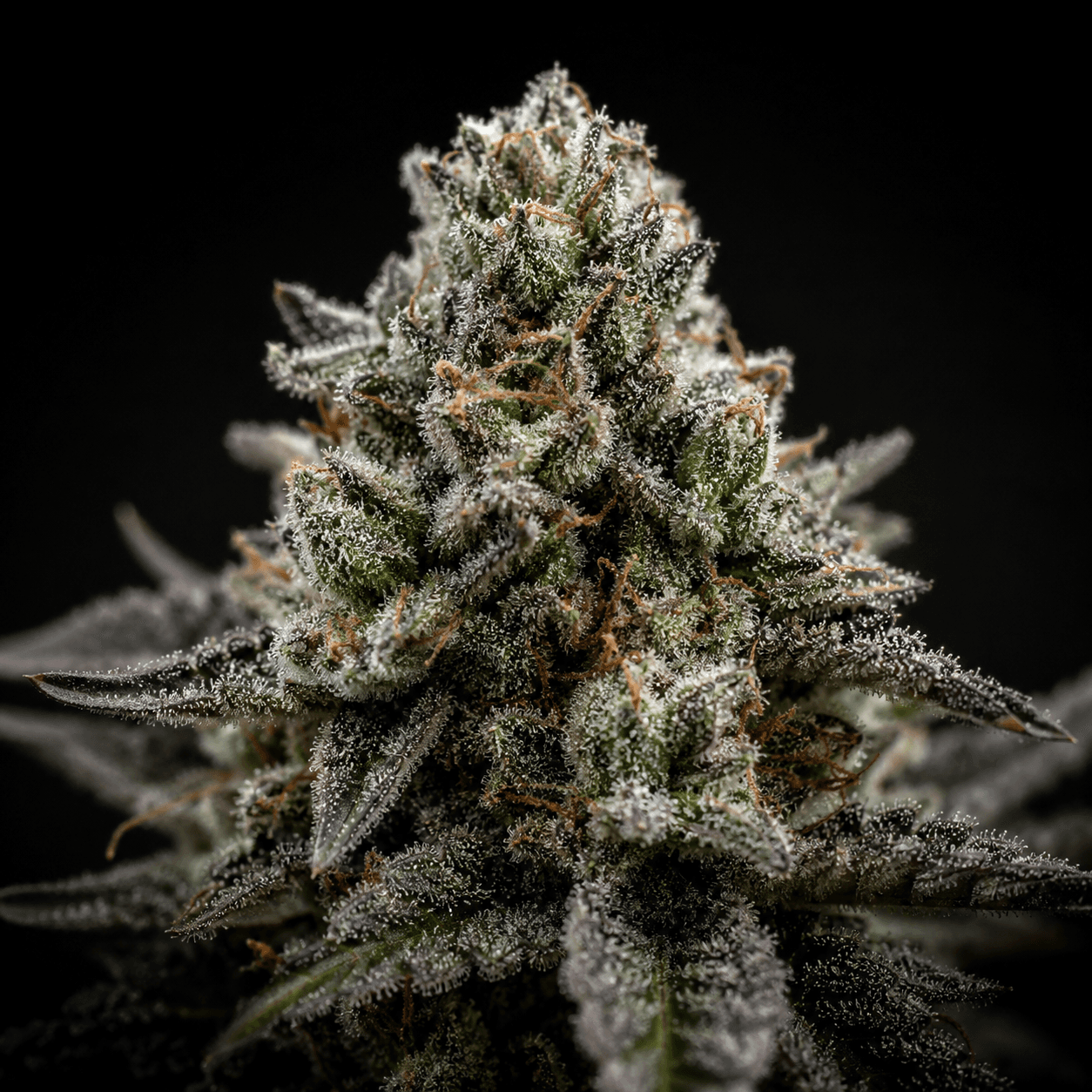 OG Kush Blüte, Nahaufnahme