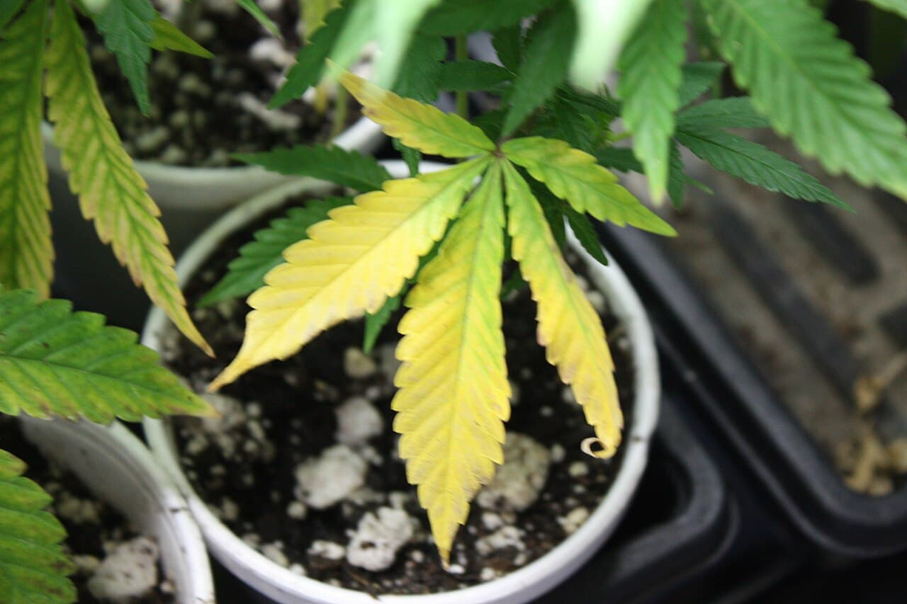 Cannabis mit Symptomen: Stickstoffmangel (N)