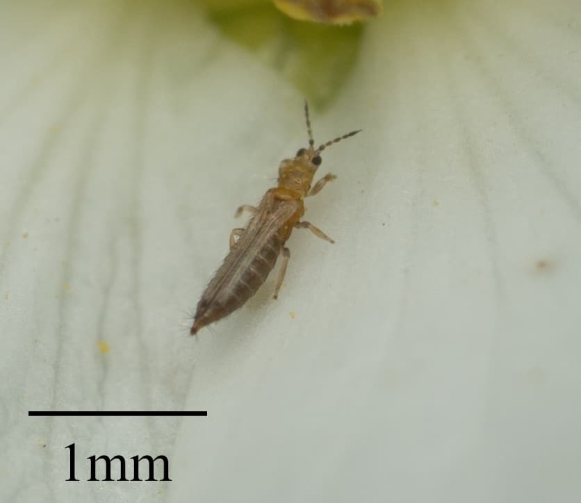 Thripse (Kalifornischer Blütenthrips) Foto